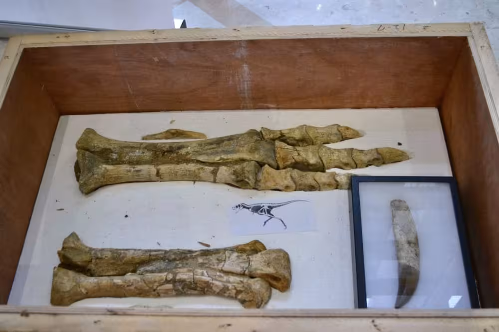Parts Of The Skeleton That Were Returned To Mongolia.