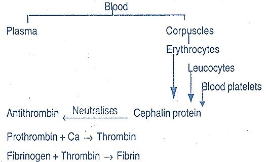 Blood coagulation mechanism according to Howell theory