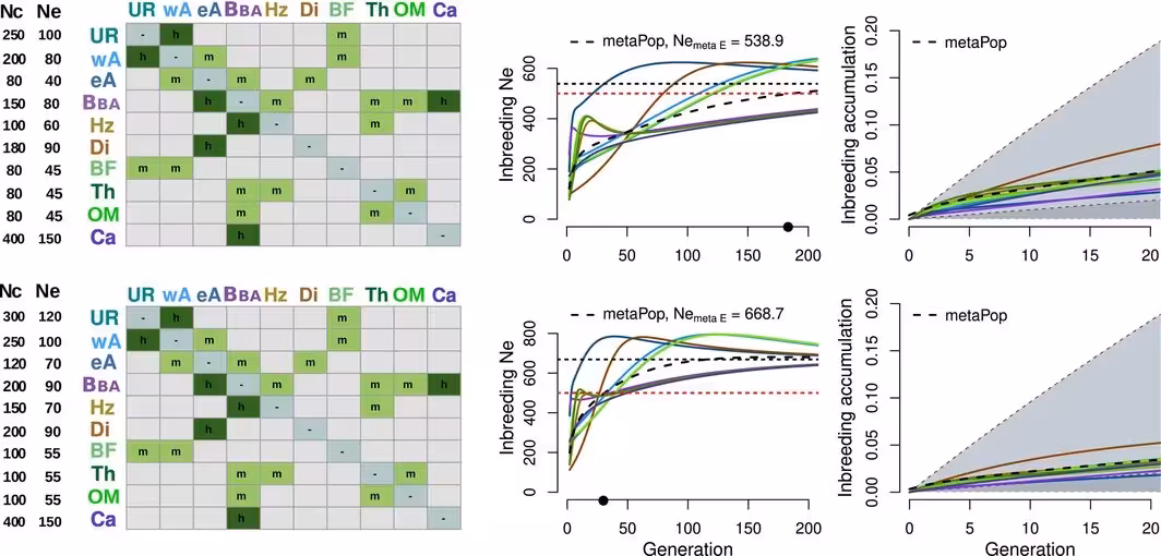 FIGURE 3: Model outcomes for Sc3 with moderate increase in gene flow (upper panel), and strong increase in gene flow (lower panel, see Table 1). First column: Pairwise migration matrix. Second column: Effective size (Nex) predictions over time. The black dot on the x‐axis marks the timepoint for the metapopulation to reach the long‐term benchmark of Ne500. Third column: Inbreeding accumulation over time. Details, see caption Figure 2.