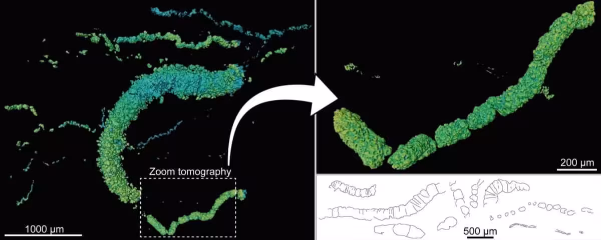 High Resolution Scans Show Preserved Microbial Cells Inside The Fossils.