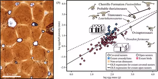 Comparison Of Eggshell Porosity And Egg Size Across Dinosaurs, Including Titanosaurs And Crocodilians.