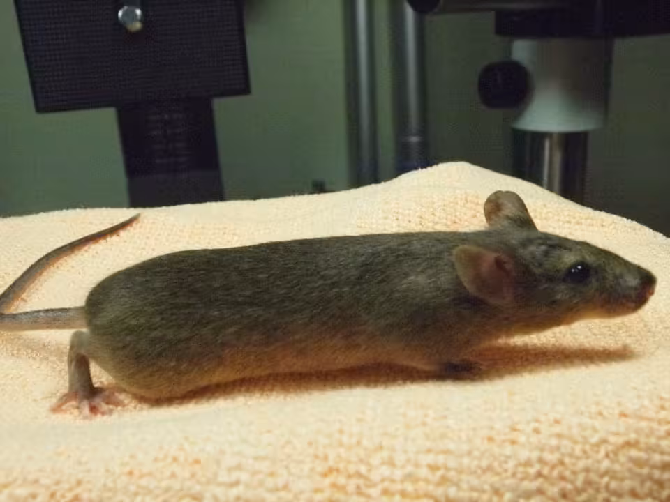 A Cloned Female Mouse