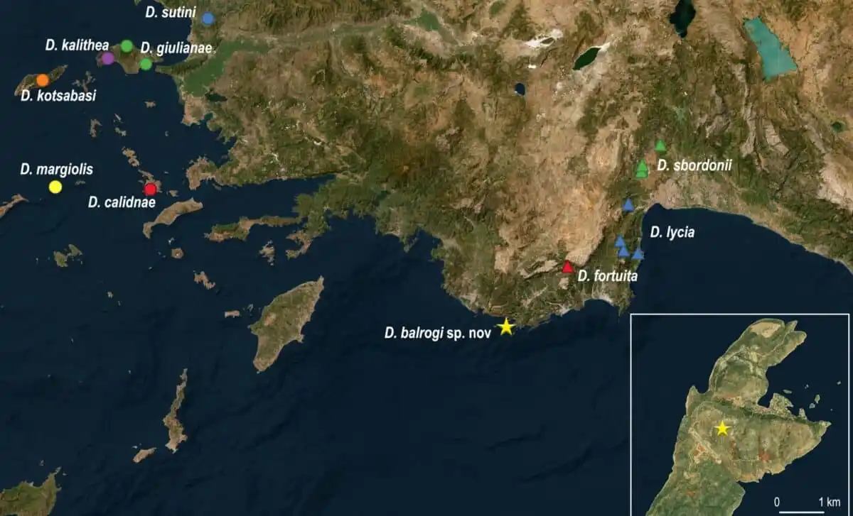 Location Of The Newly Discovered Dolichopoda Balrogi On Kastellorizo (yellow Star).