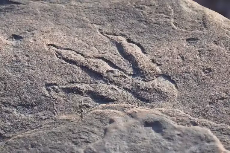 The Footprint Was Found In A Rock Roughly Level With A Four Year Old’s Shoulder.