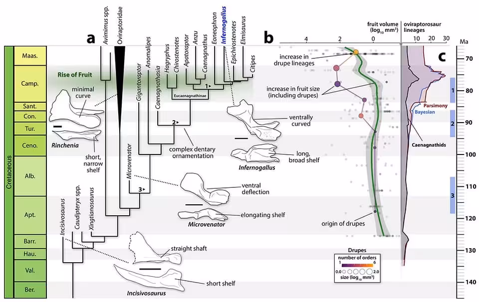 Evolution Of Infernogallus Jamesi And Its Fruit Eating Relatives.