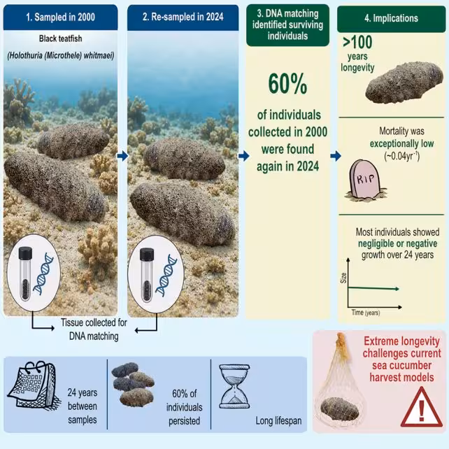 Graphical Abs Sea Cukes