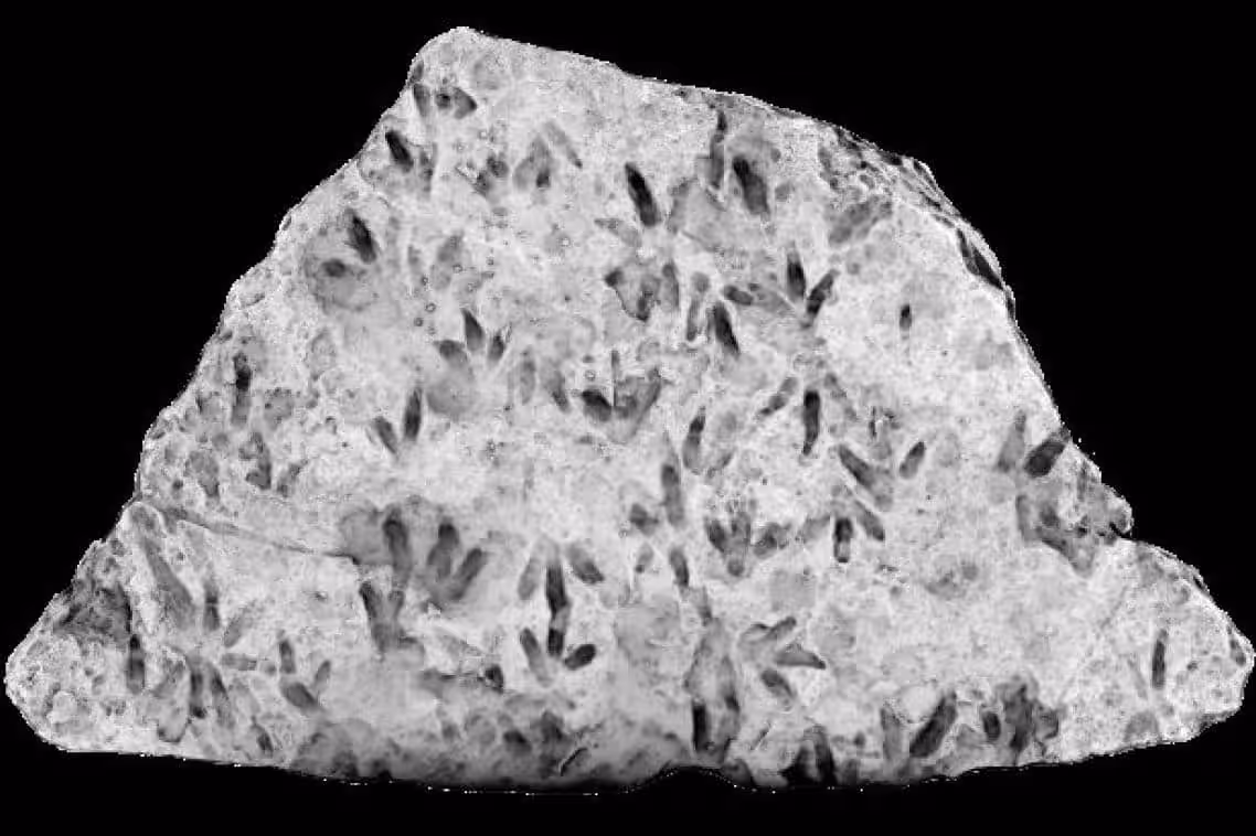 Close Up Highlights Reveal Dense Dinosaur Footprints On Biloela Rock