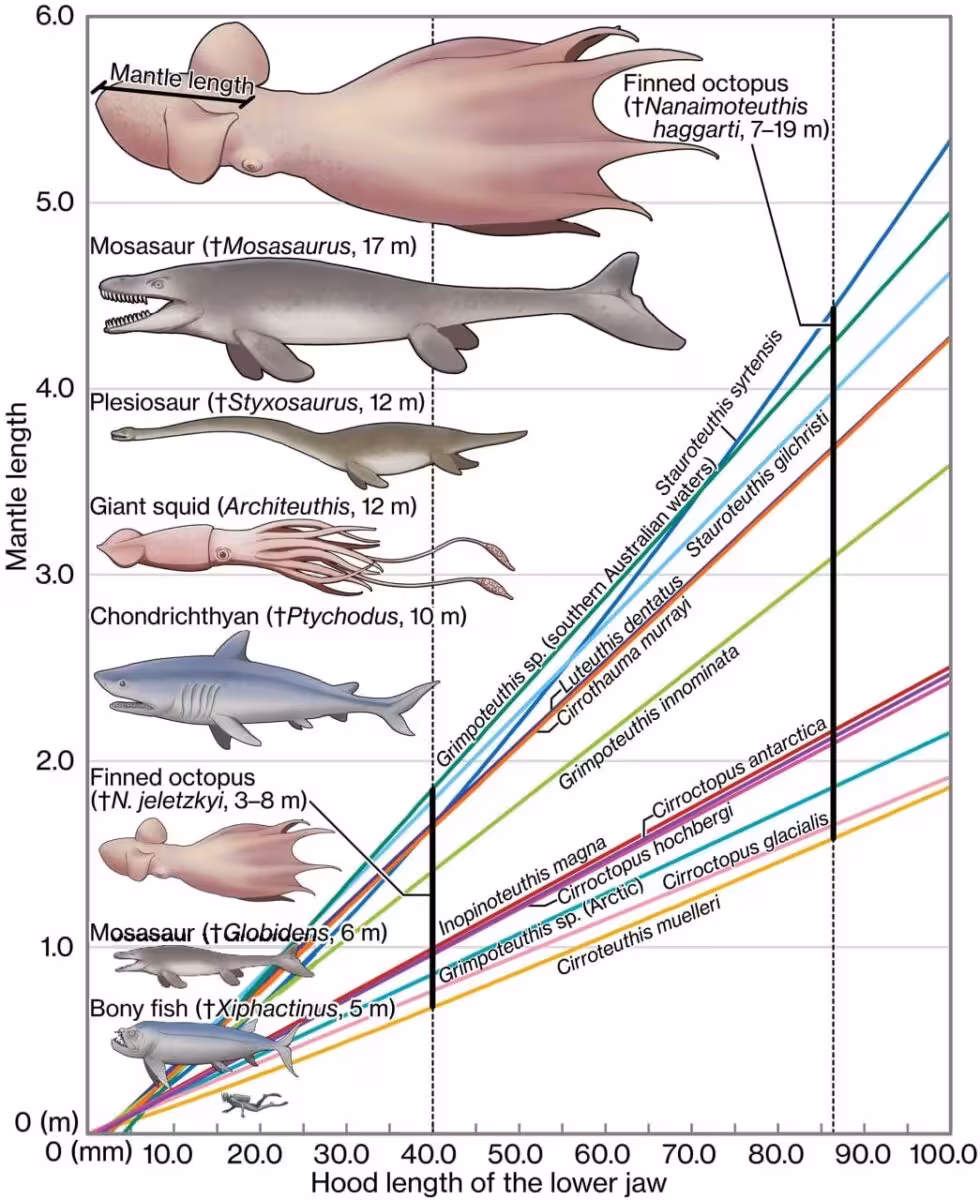 Size Comparison Of Ancient And Modern Marine Predators Based On Jaw Measurements.
