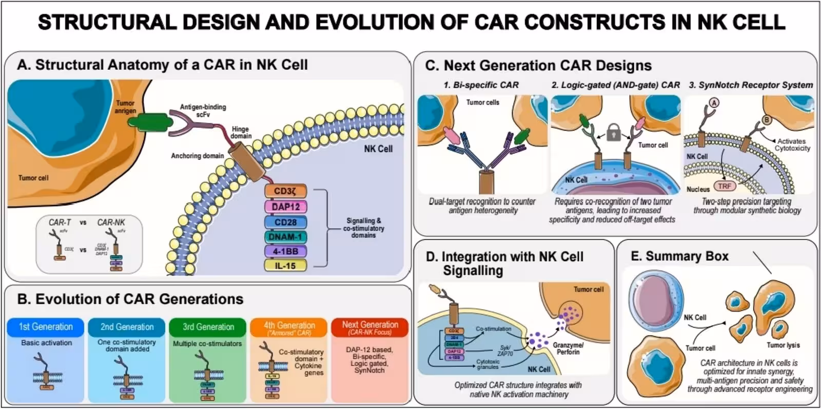Fig. 2: Illustration for the structural design and evolution of CAR in NK cell. Icons have been adapted and recreated from Servier Medical Art (https://smart.servier.com/), licensed under CC BY 4.0 (https://creativecommons.org/licenses/by/4.0/). This figure illustrates the structural components and generational evolution of chimeric antigen receptor-natural killer (CAR-NK) cells. CAR constructs consist of an extracellular antigen-binding domain, hinge region, transmembrane domain, and intracellular signaling motifs that activate NK-cell cytotoxicity. Successive CAR generations incorporate co-stimulatory domains, cytokine-secreting modules, and Janus kinase/signal transducer and activator of transcription (JAK/STAT)-activating elements to enhance persistence and antitumor efficacy. NK-specific signaling adaptors, including DNAX-activating protein 10 (DAP10), DNAX-activating protein 12 (DAP12), and 2B4 (CD244), further optimize NK-cell activation. Abbreviations: CAR, chimeric antigen receptor; N
