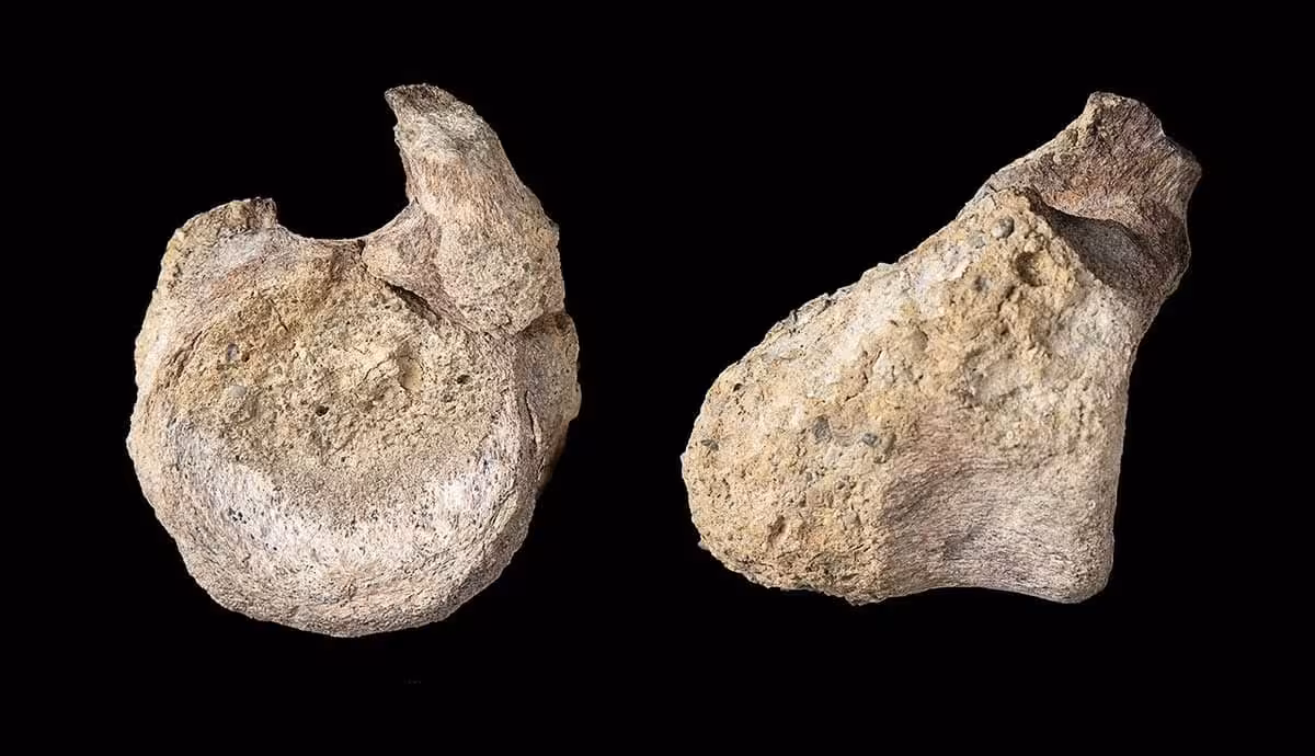 Two Views Of A Titanosaur Vertebra Recovered From Late Cretaceous Deposits In Antarctica