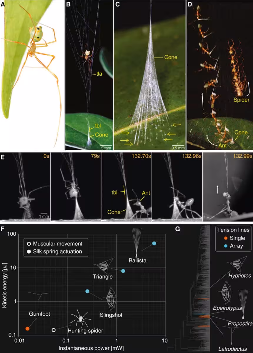 The Newly Discovered Ballista Spider (propostira) Builds A Cone Shaped Silk Trap That Is Triggered By Attacking Green Tree Ants.