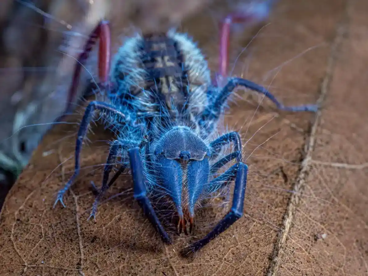 A Diurnal Solifuge, A Member Of The Arachnid Order That Fluoresces Under Uv Light