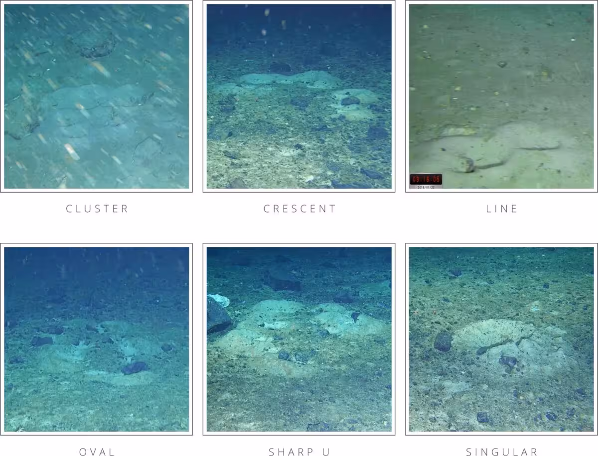 Patterns Of Cryonotothenioid Nests