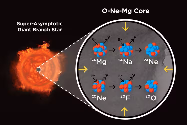 A super-asymptotic giant branch star (left) and its core (right) made up of oxygen (O), neon (Ne) and magnesium (Mg). These bloated stars are the end state of stars in a mass range of about 8 to 10 solar masses.