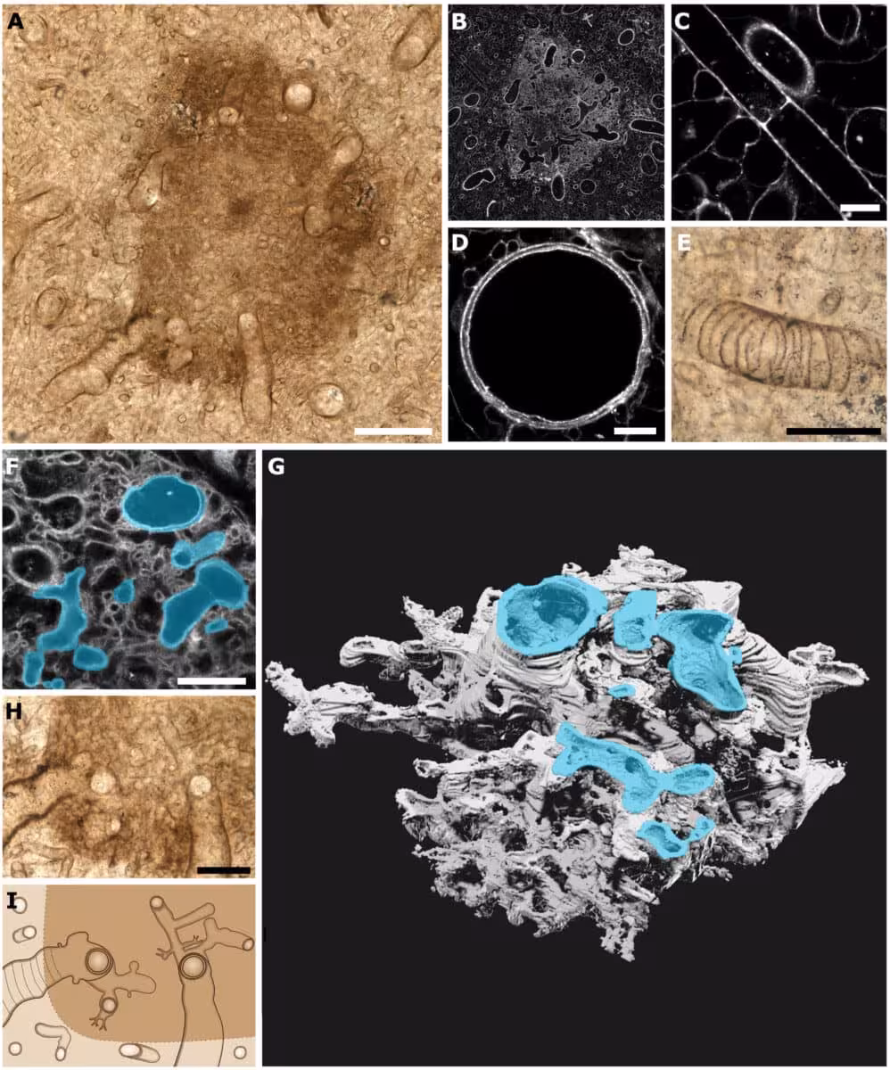 The Internal Structures Of P. Taiti Show Unique Features Unlike Those Of Known Fungal Groups.
