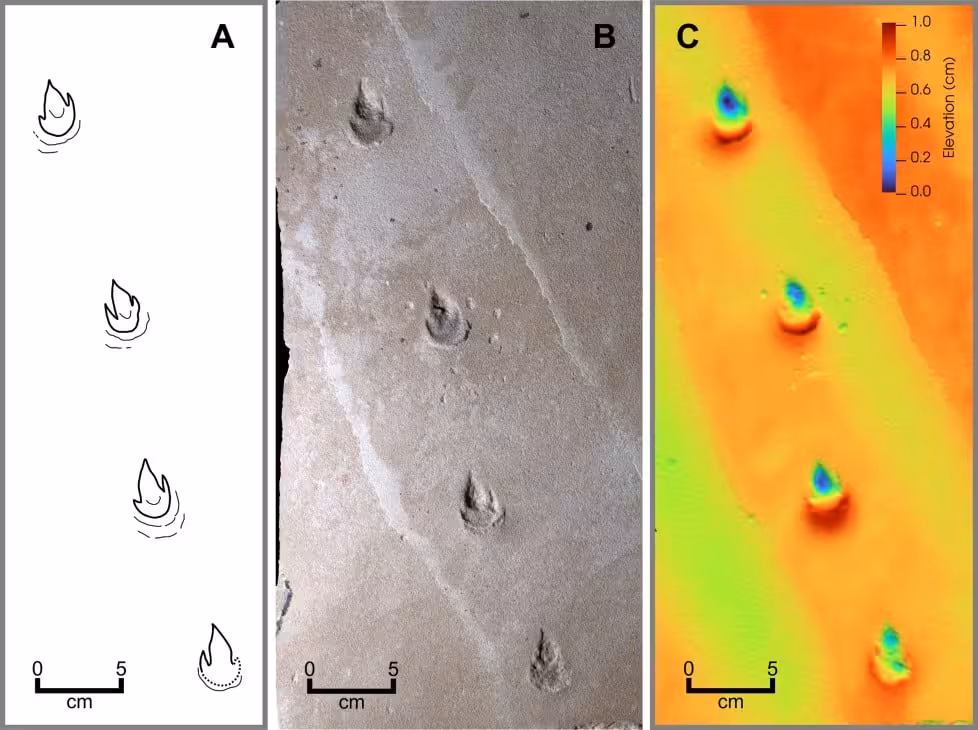 Footprints Attributed To Farlowichnus Rapidus Preserved In The Botucatu Formation Of Brazil.