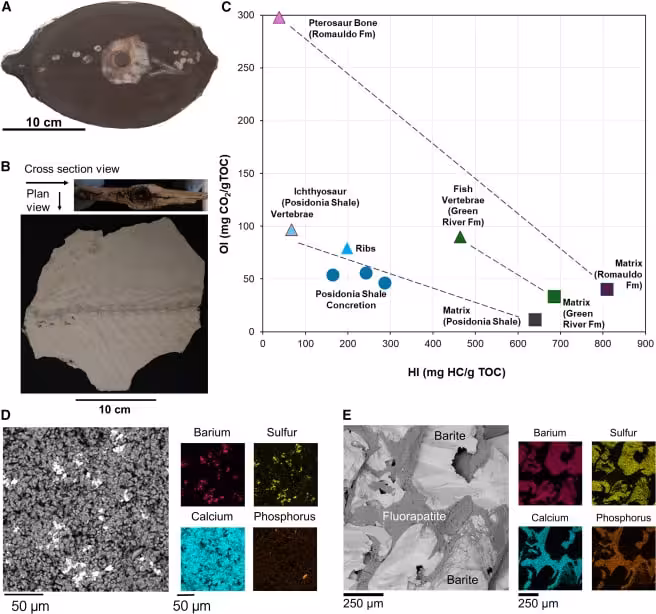 Laboratory Analyses Reveal The Fossil's Preserved Organic And Mineral Composition.