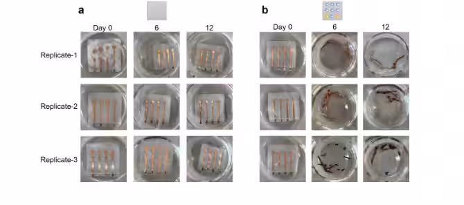Degradation Of Living Plastic Over 12 Days (day 0, 6, 12) In Three Replicates. Panel (a) Shows The Plastic, Panel (b) Shows Microbial Breakdown.