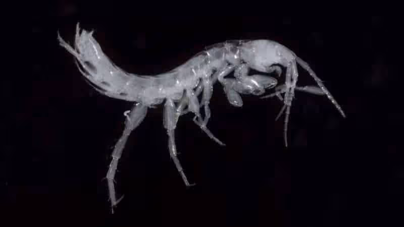 Bogidiella Painushima, One Of Two New Species Found In Japan’s Cave Waters.
