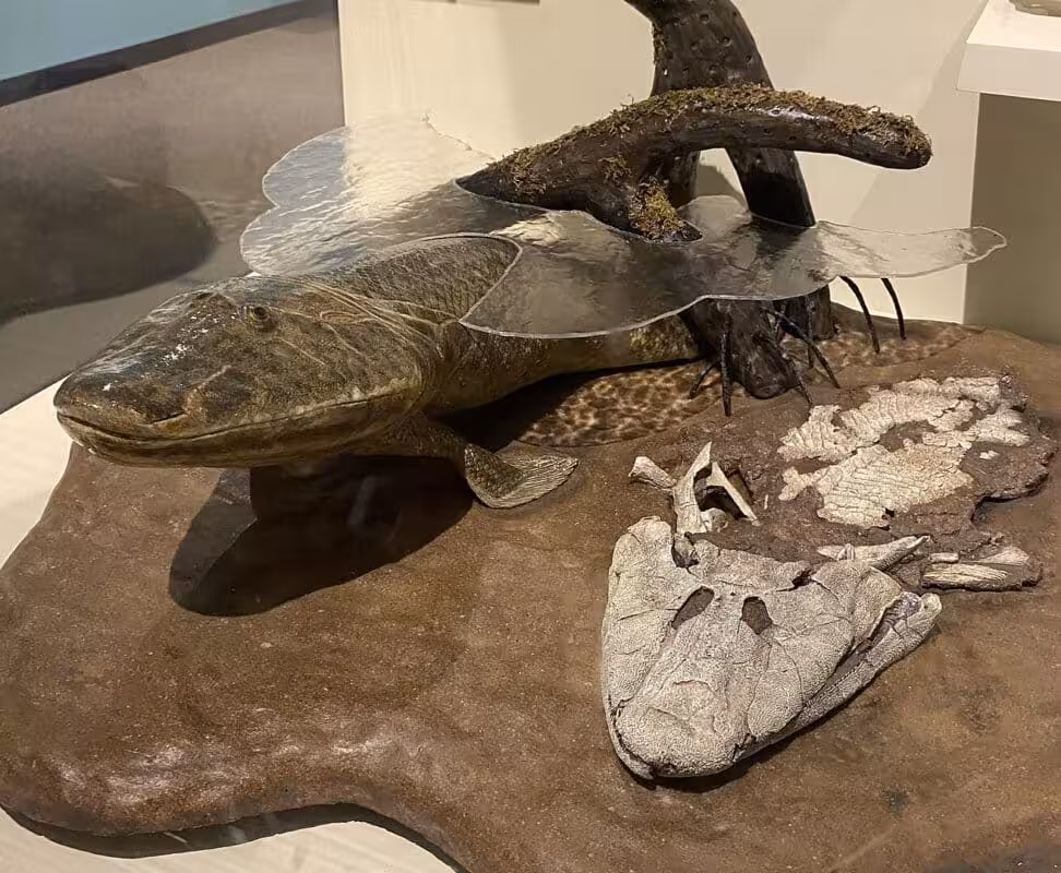 1312px Tiktaalik Model At The Harvard Museum Of Natural History