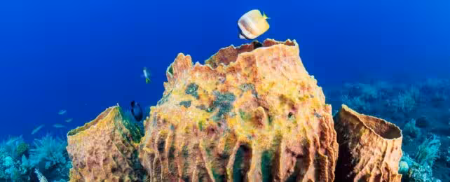 three large barrel sponges growing underwater. the background is pure blue. a small angelfish is swimming into the central sponge.