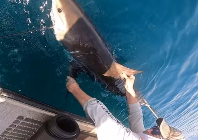 A Researcher Holds A Shark Alongside A Boat During A Tagging Operation Designed To Collect Ocean Measurements For Hurricane Studies.
