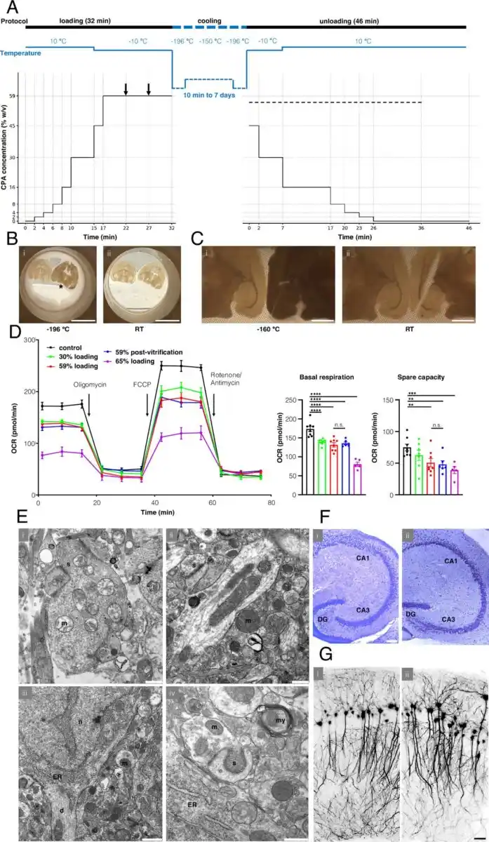 Overview Of Hippocampal Neuronal Morphology, Cryopreservation Protocol, And Functional Assessments Post Vitrification.