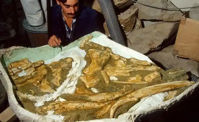 Preparing The Newly Identified Whale Toipahautea.