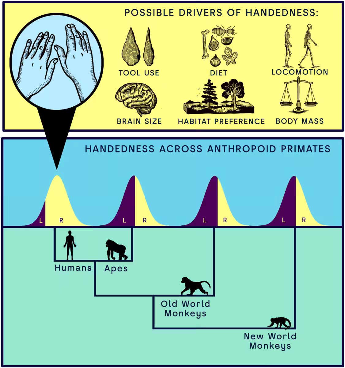 Drivers Often Proposed To Explain The Unique Pattern Of Human Handedness Direction