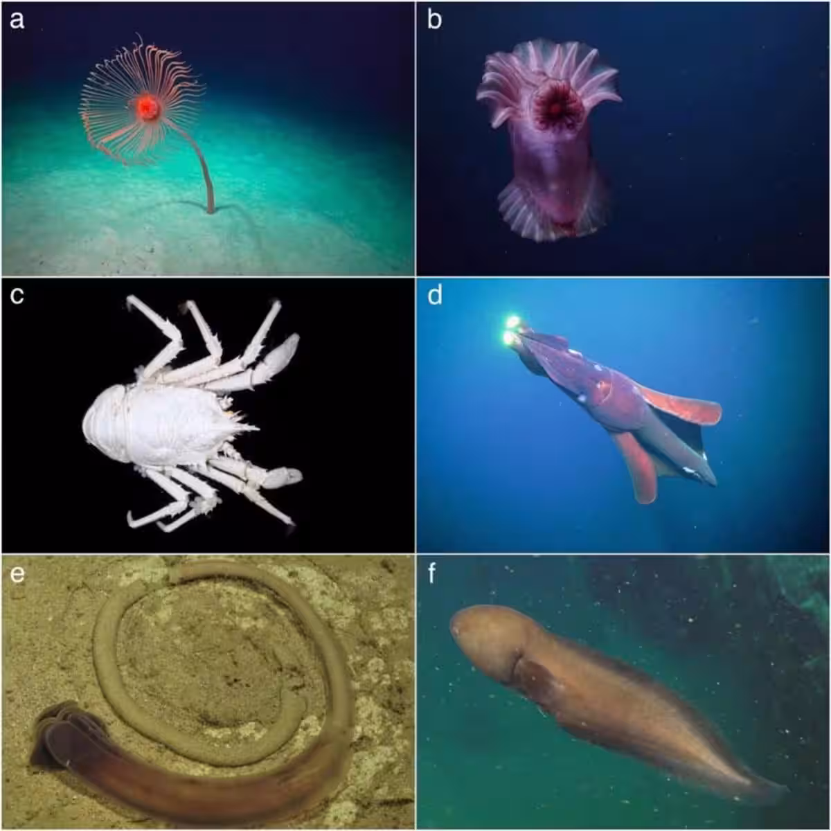 Taxa Detected In The Cape Range And Cloates Submarine Canyons (western Australia) Using Edna Metabarcoding