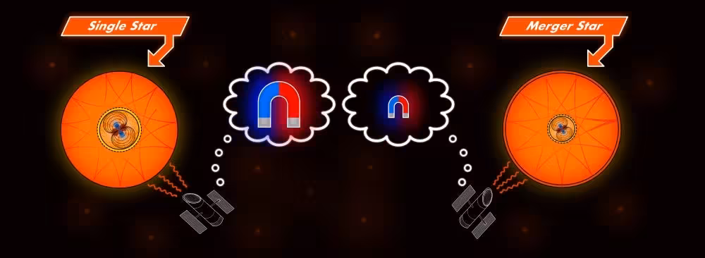 Magnetic fields in stars. The illustration shows the range of magnetic field strengths inferred from observations of apparently similar single stars and merger stars.