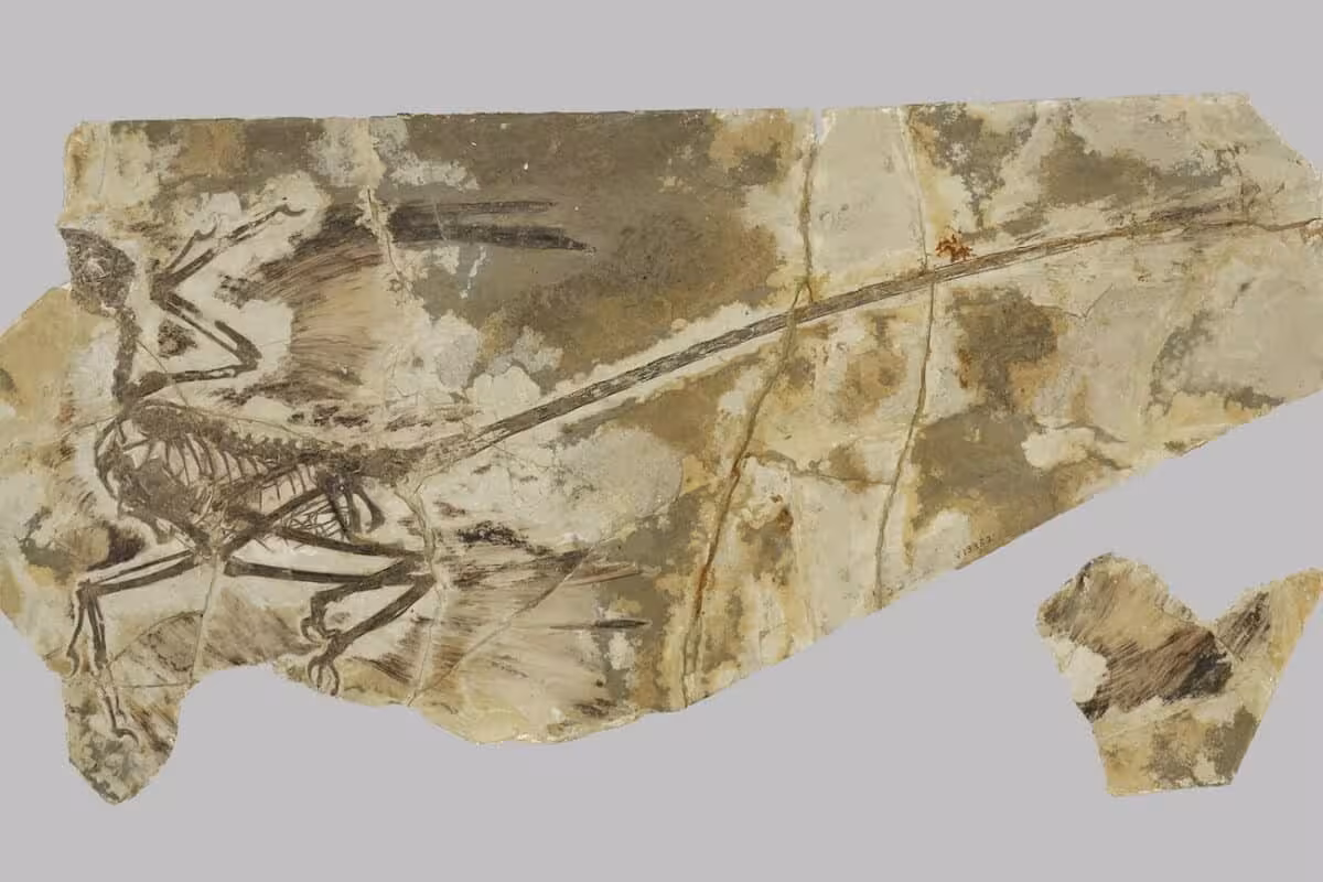 Exceptionally Preserved Anchiornis Fossil From China Showing Both Skeletal Remains And Feather Impressions.