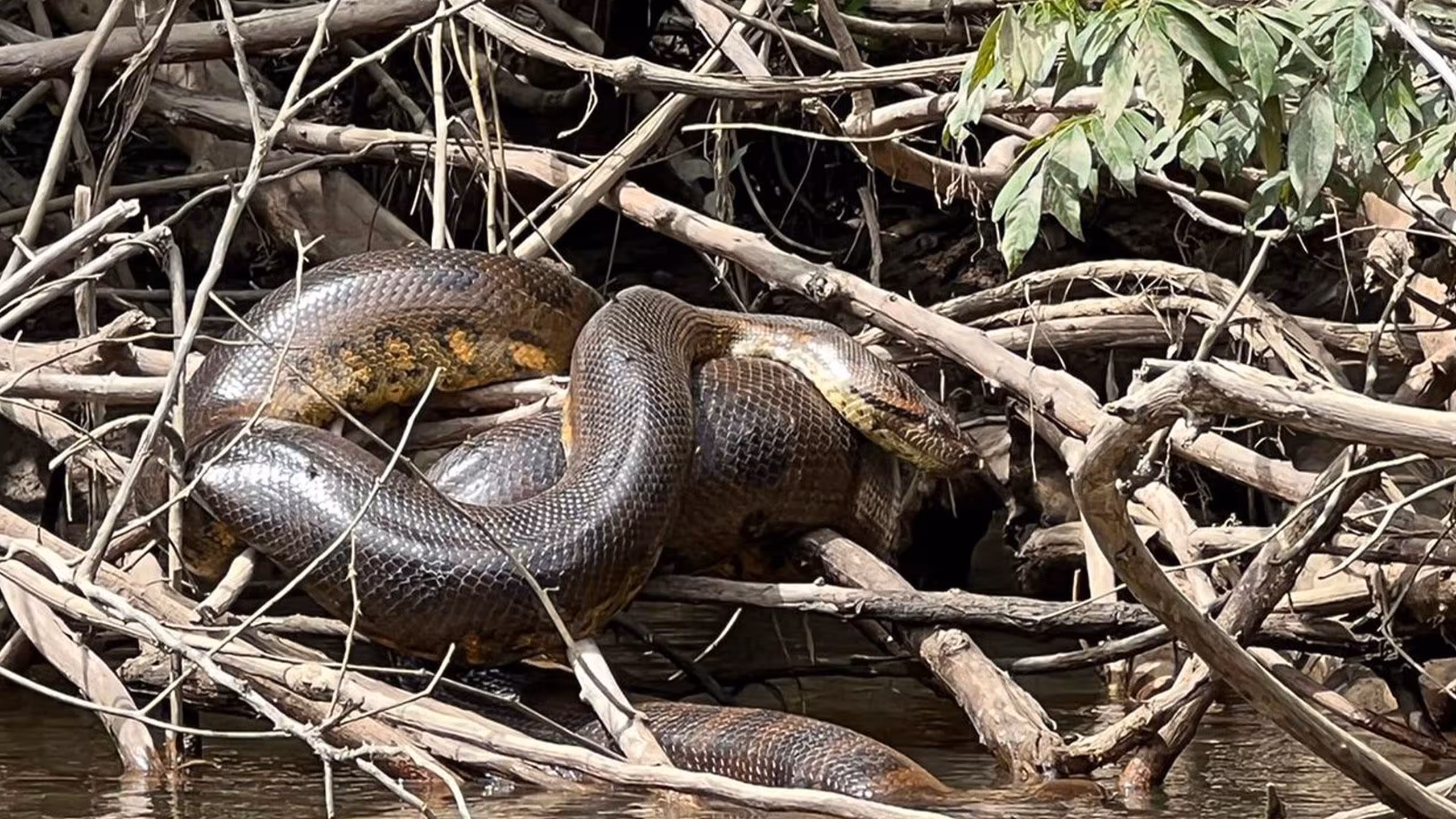 A large brownish green snake is curled in branches over a riverbank.