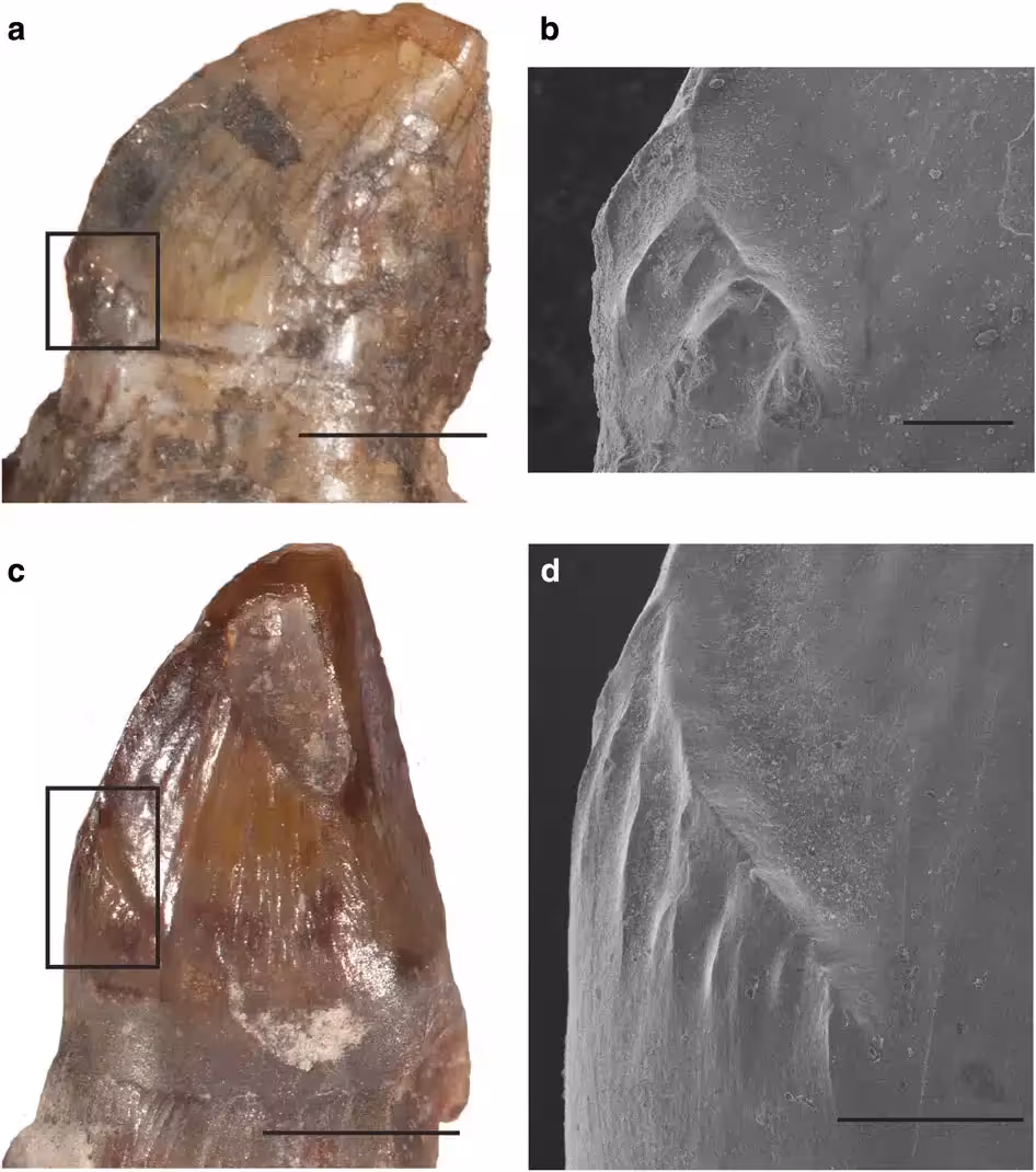 Preserved Dental Features Of D-milleri And D-limbatus
