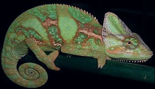 chameleon reptiles thumb17