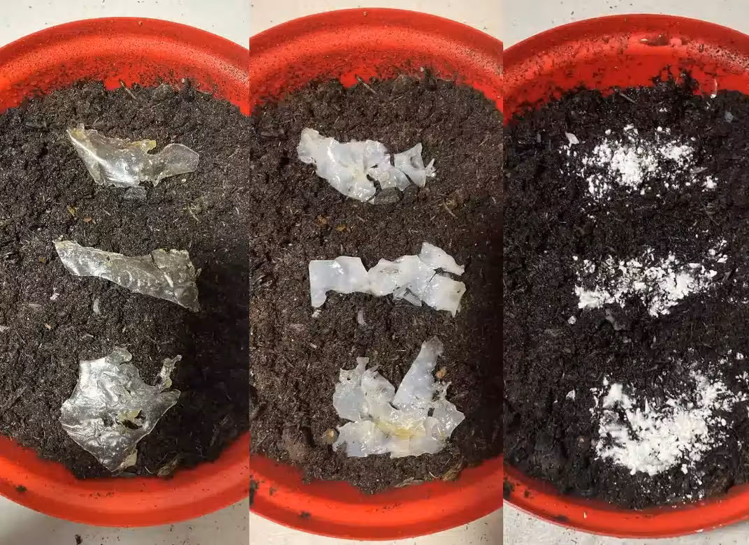 Ecopurge 3 Phases Of Biodegradation In Soil Releasing The Enzyme Into The Environment 