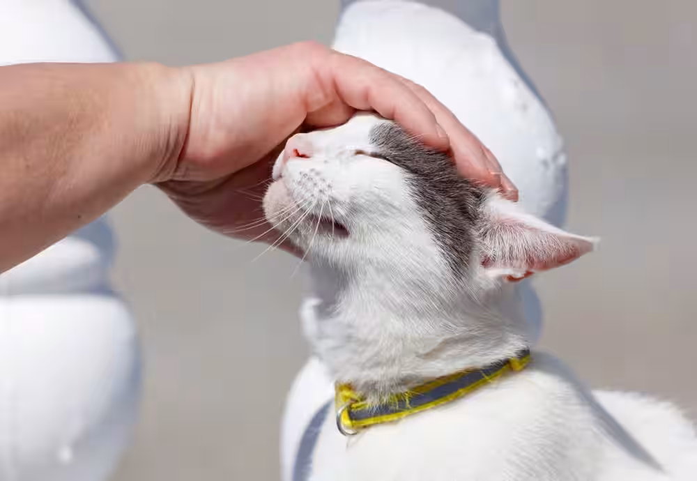 A,person,is,petting,a,cat,with,a,yellow,collar.