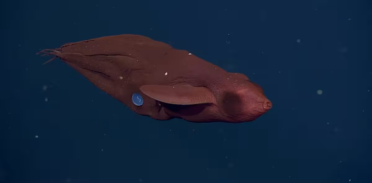 German Zoologist Carl Chun First Described The Vampire Squid At The End Of The 19th Century.
