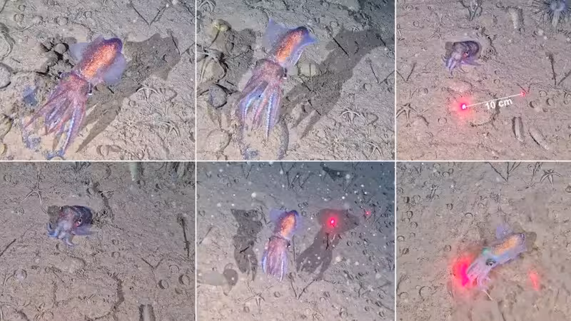 Arctic Bobtail Squid (rossia Moelleri) Filmed In Northeast Greenland National Park