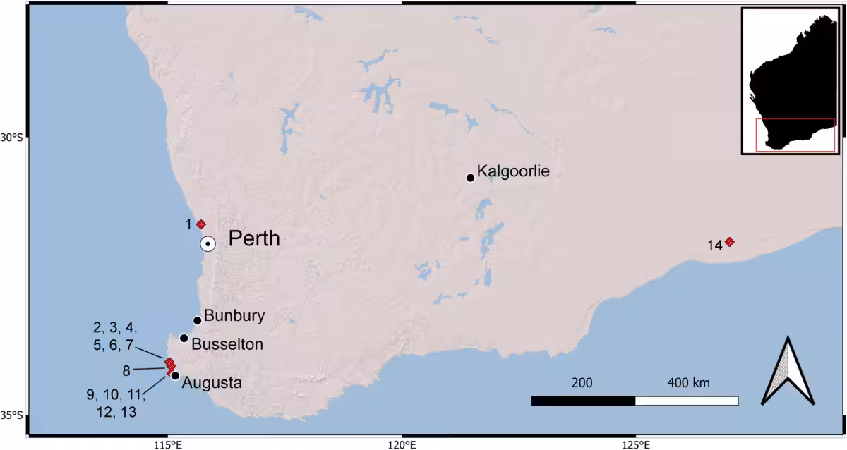 Map Higlighting The Western Australia Caves Where The Extinct Koala Species Was Discovered