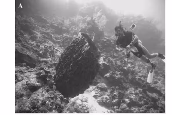 Giant Barrel Sponge Documented In The Bahamas.