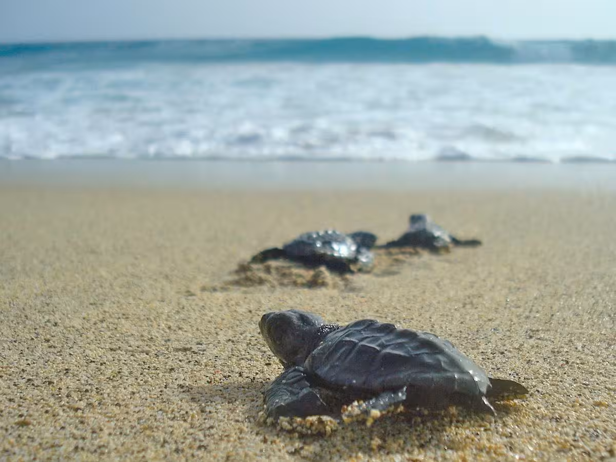 Loggerhead sea turtle hatchlings crossing the sand toward the ocean.