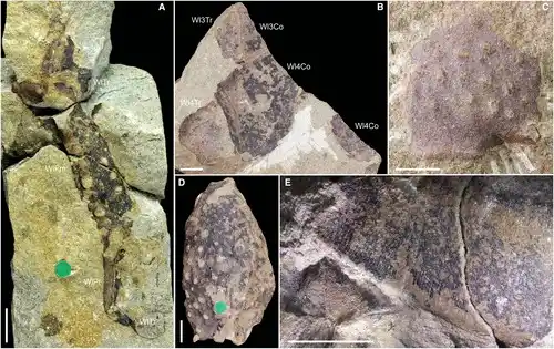 Detailed Views Of The Fossilized Remains Highlight The Segmented Body And Armored Features Of An Ancient Giant Scorpion.