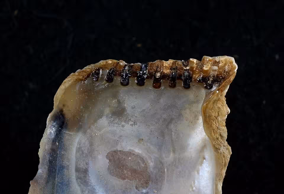 Bivalve Hinge Teeth Act As A Locking System, Keeping The Shell Valves Aligned.