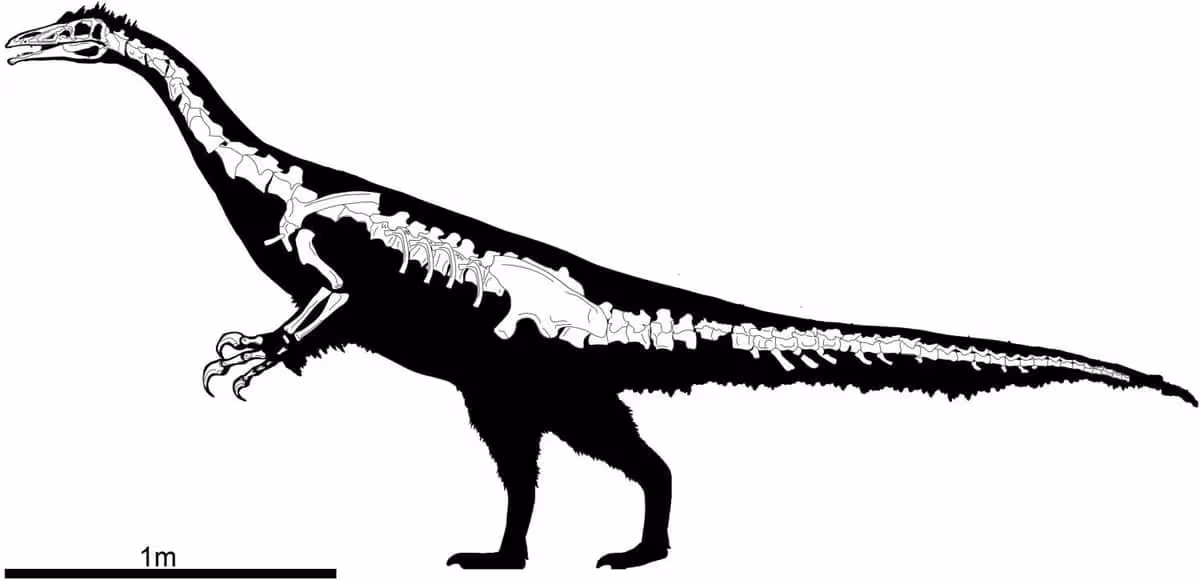 Anatomical Reconstruction Of Kayrasaurus Changliensis