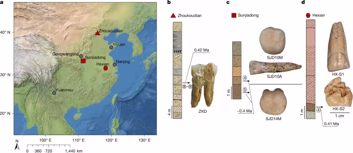 Geographic Distribution Of The H. Erectus Samples