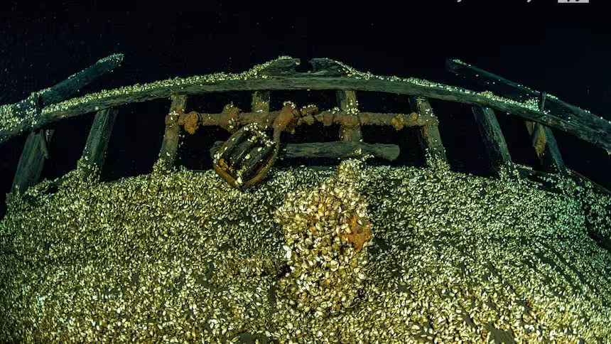 Quagga Mussels Cover An Unidentified Wreck 100 Metres Below Lake Ontario.