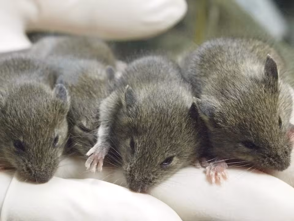Four Cloned Female Mice