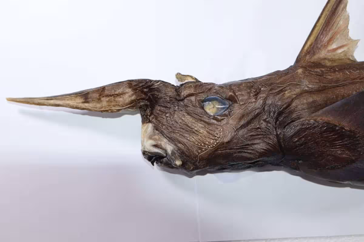 Close Up Ghost Shark Specimen Showing Its Elongated Snout And Eye Detail.