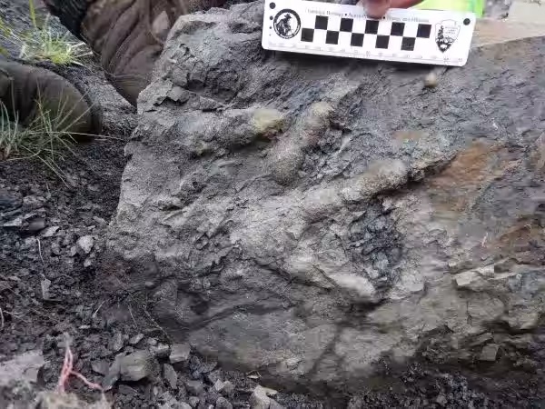 One Of The Best Preserved Dinosaur Footprints Found During The Recent Alaska Expedition.
